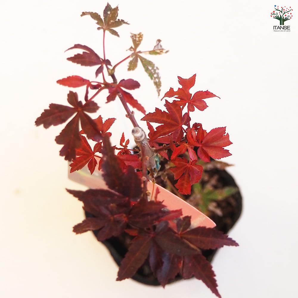 Amazon.co.jp: ITANSE モミジ スケーターズ 4号 1個売り 品種で