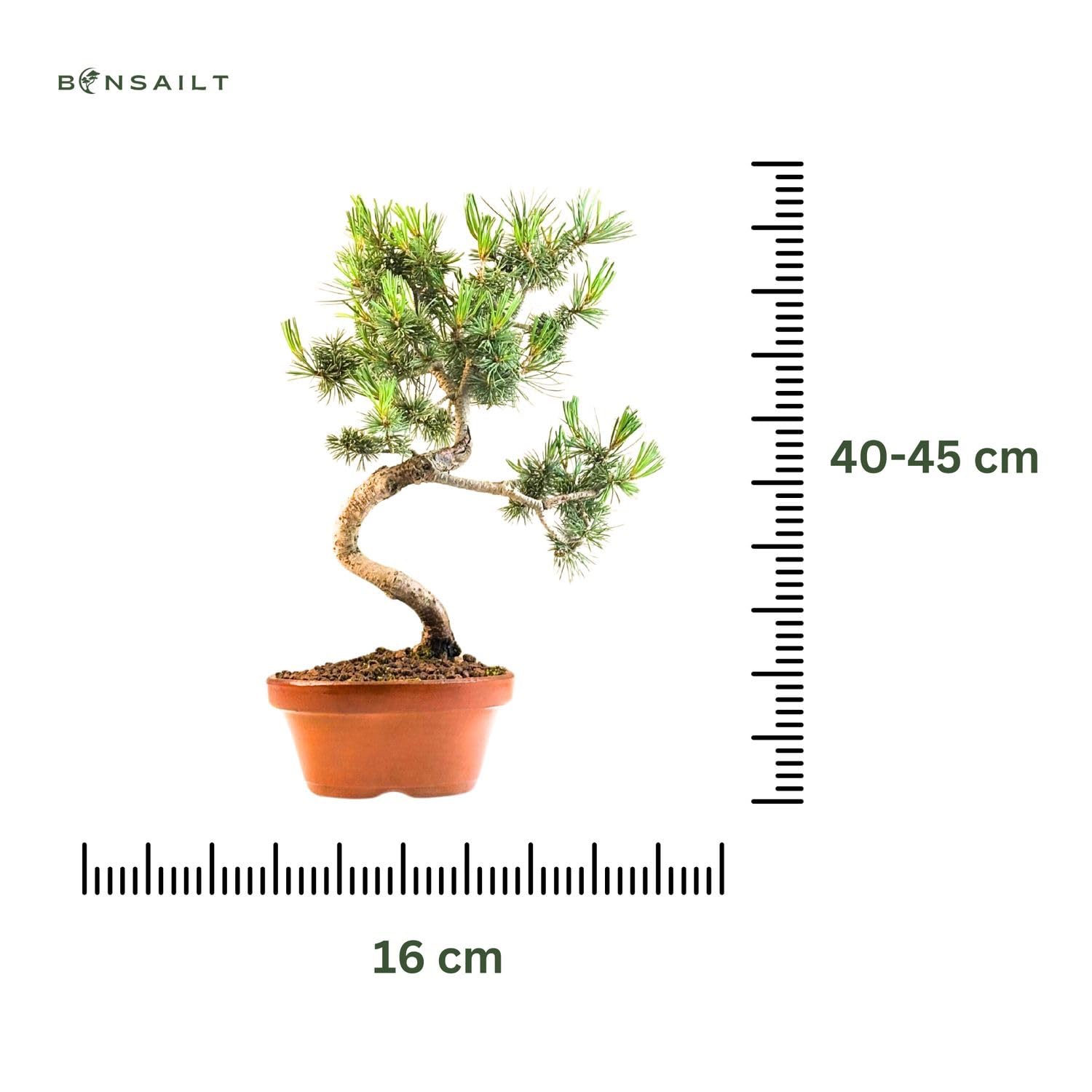 Bonsai Baum mit Keramik Blumentopf - Ligustrum, Ficus, Carmona, Podocarpus, Chinese elm - ca. 6-9 Jahre (16 cm Schale, Japan Weißer Kiefer Bonsai Pinus - ca. 9 Jahre alt, ca. 27 cm hoch)