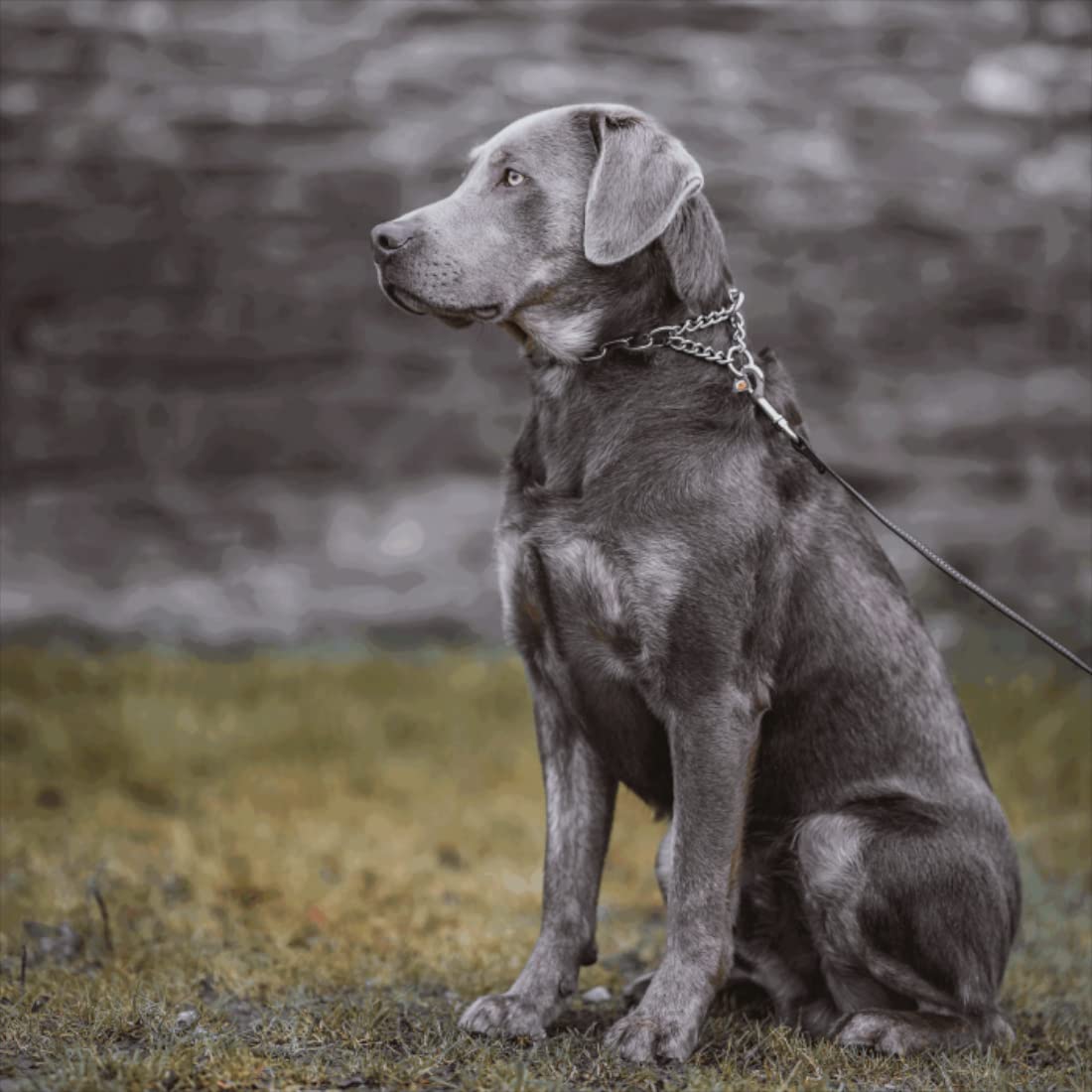 Sprenger - Collar para perros con cadena de tracción, 3 mm, acero inoxidable, para perros de pelo corto y largo, hasta 55 kg, color negro (50 cm)