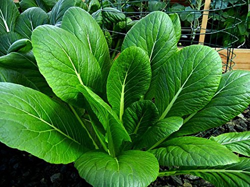 Komatsuna - Japanese Leaf 50 Seeds Pack X 2 Packets Sold by Seedscare India (B01L58A0NW) Amazon Price History, Amazon Price Tracker