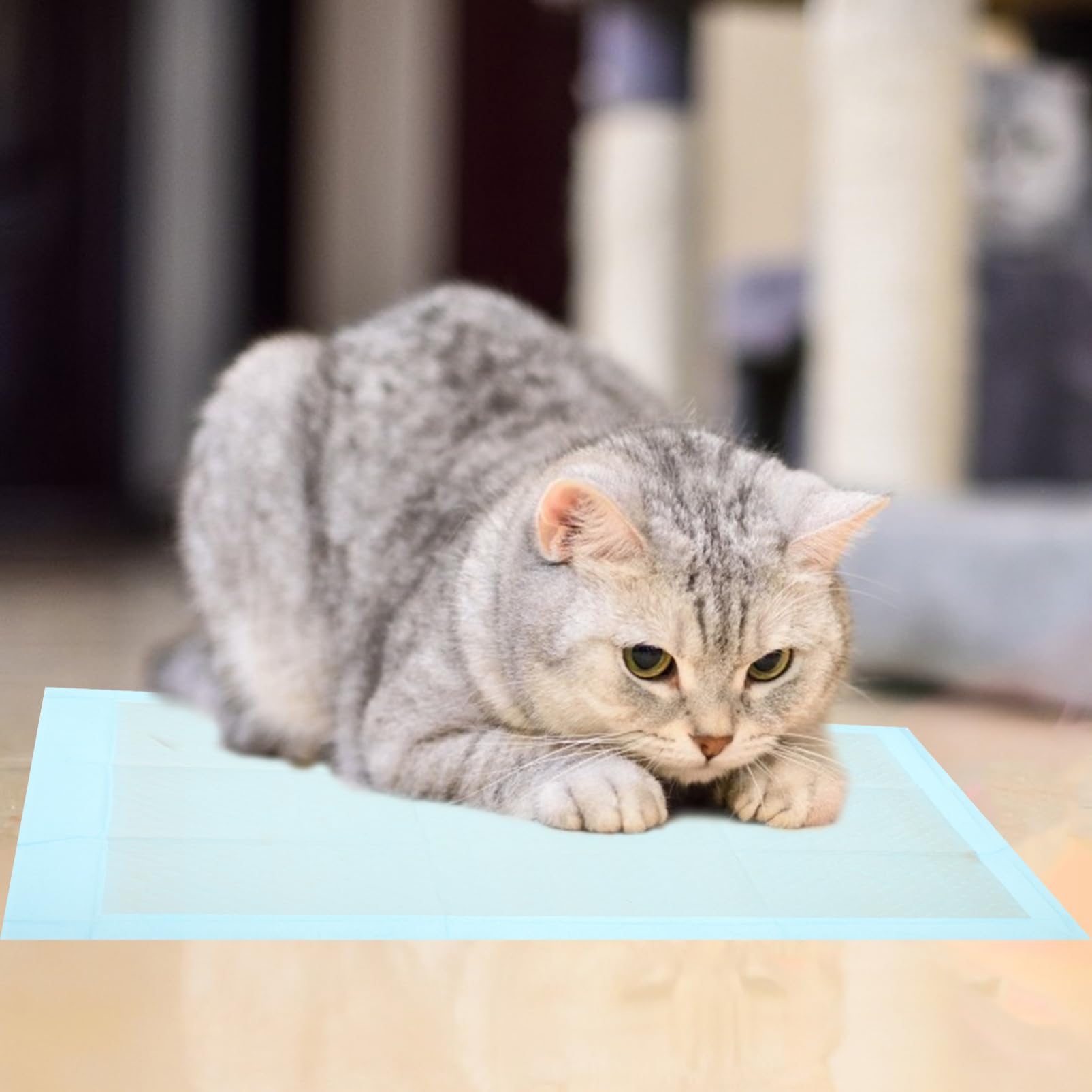 INOOMP 40pezzi Tappetini Igienici Assorbenti Per Cani e Gatti Impermeabili e Confortevoli Per Addestramento Di Cuccioli e Piccoli Animali Domestici