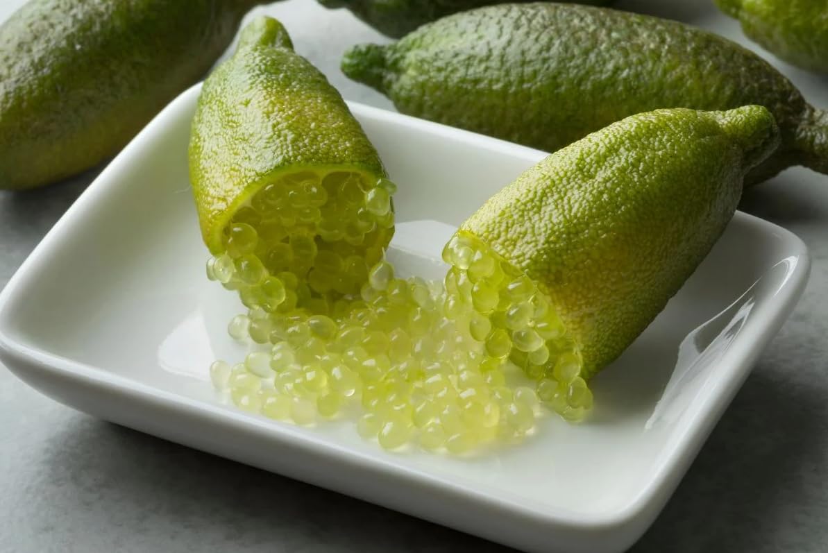 Limone Caviale "Citrus Australasica" Pianta Di Finger Lime Rosso In Vaso¸18 Cm