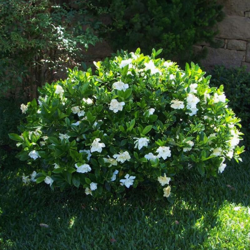 Amazon.com : 2 Plants, Cape Jasmine Plants Indoor Live, Gardenia