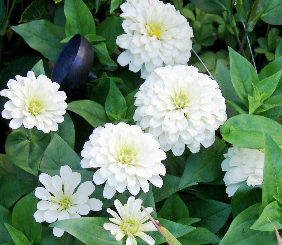 Grixisonsazia Zinnia White Flower Seeds For Gardening (Pack Of 100 Seeds)