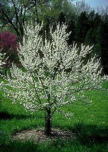 100Pcs Seeds Of Prunus Americana, Wild Plum, American Plum #TOP2