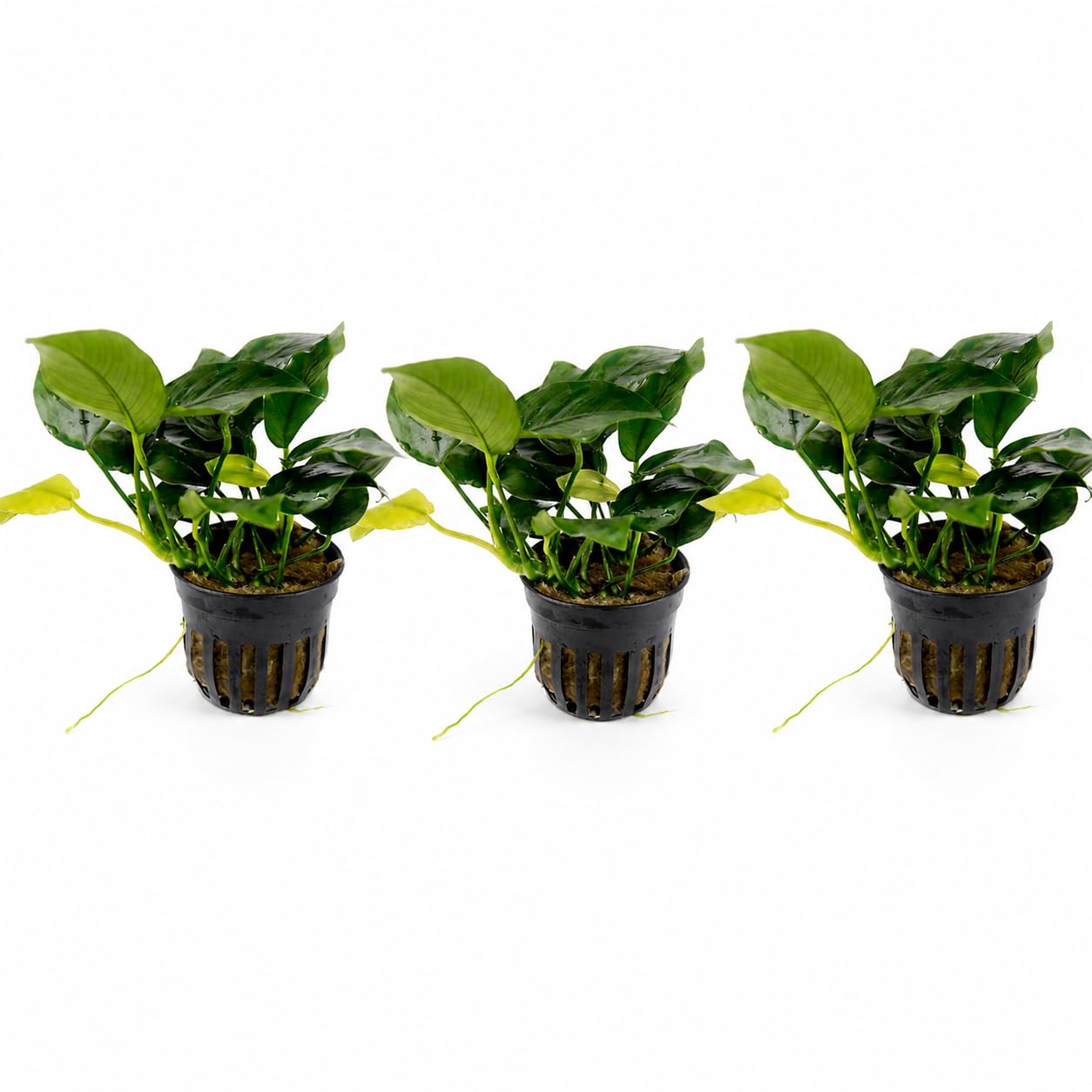AquaBreedingSkill Set de 3 plantes d’aquarium vivante pour eau douce, plante verte décorative pour aquarium, idéale pour poissons et crevettes – avec passeport phyto (Nana 3 pcs)