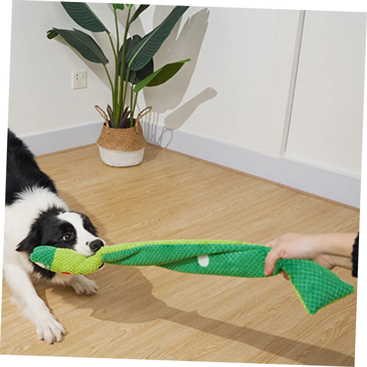 Mipcase 3stücke Interaktives Hundespielzeug Quietscher Zum Kauen Zähneputzen Langeweile Für Kleine Und Mittelgroße Hunde Grüner Frosch