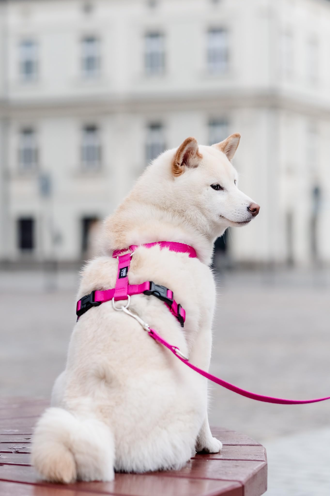 Chaba Guard Harnais pour Petit Chien, Anti Traction, Réglable en 5 Points, Empêchant la Traction et l'étouffement, Confortable et léger, Harnais de Poitrine Classique, Harnet Chien, Taille M, Fusion