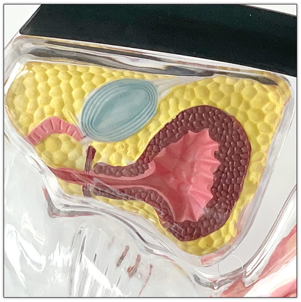 Przezroczysty Model Macicy Model Anatomiczny Widoczna Struktura Macicy Anatomia Macicy Jama Miednicy Pęcherz Brzuszny Jajnik Odbytnica Koksys Do Nauki Pomoc W Szkoleniu 21X23X8 Cm