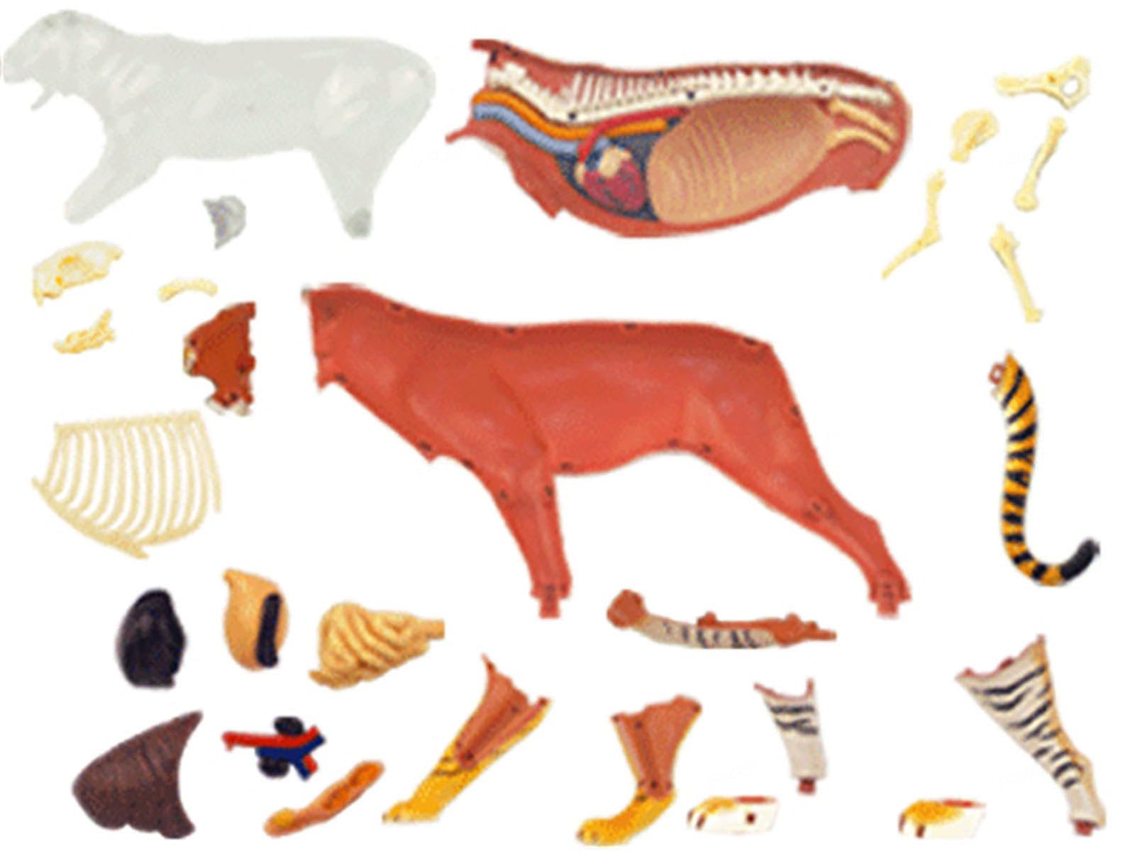 Model zwierzęcy, model anatomii psa 4D, szkielet psa kot/koń/krowa/świnia/świnia/zwierzę, próbka szkieletu zwierząt, zdejmowana biologia, nauczyciele szkół weterynaryjnych