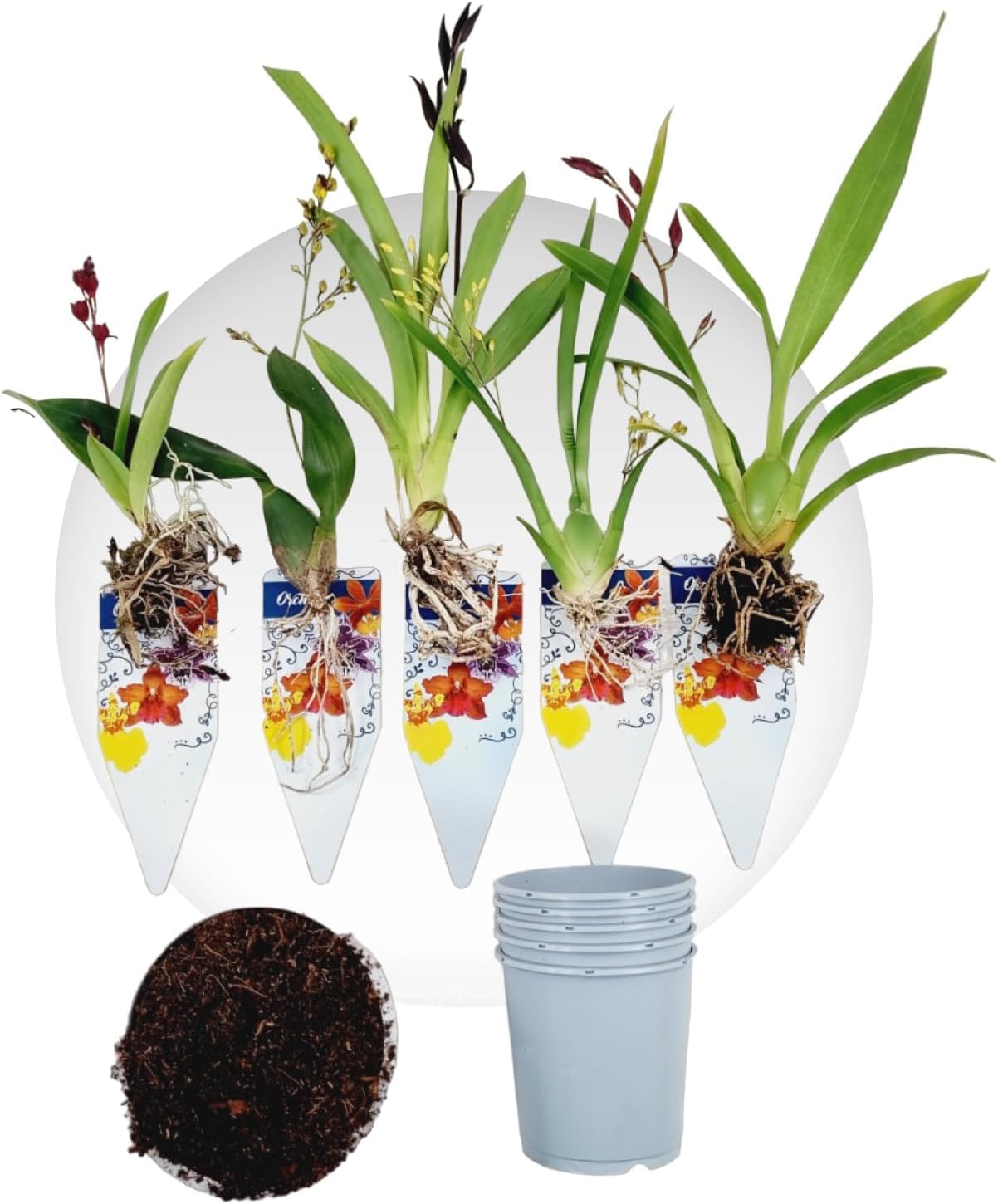 Mini orquídeas, mezcla de 5 plantas de interior de Holanda. Mezcla de 5 colores (amarillo, marrón, rosa, blanco). Altura de 15-20 cm con flores Cambria, Colmonara, Brassia