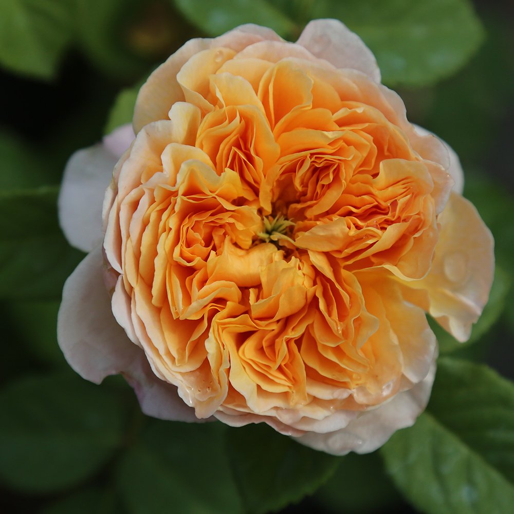 Heirloom Apricot Impressionist Climbing Rose