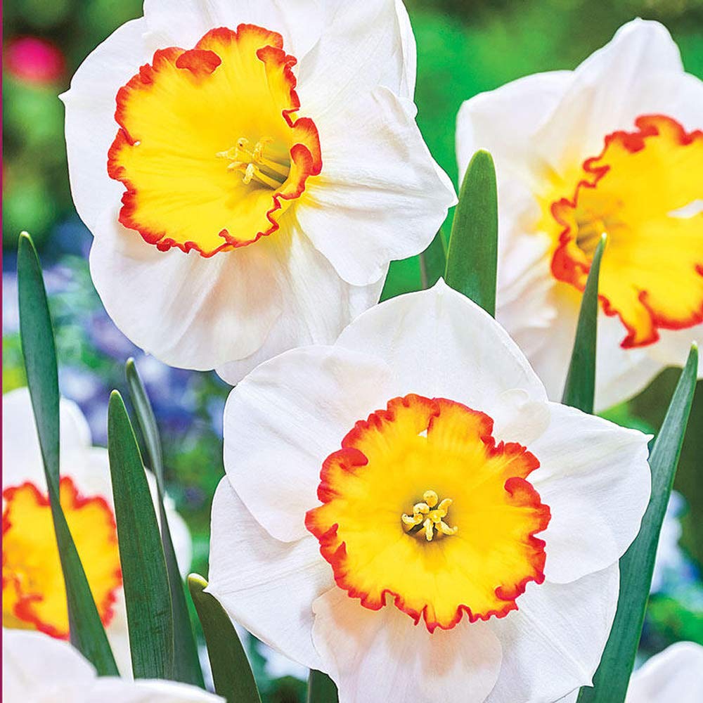 Daffodil Narcissus Bulbs Colors Root Flowering Rhizome Excellent Display Indoor Perennial Balcony Can Be Potted Aromatic Fragrant Delicate Fragrance (5PCS,C)