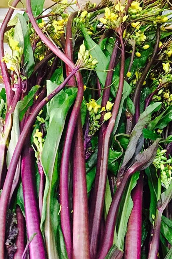 500 semillas de col rizada china Hong CAI Tai productos de Estados Unidos sin OMG