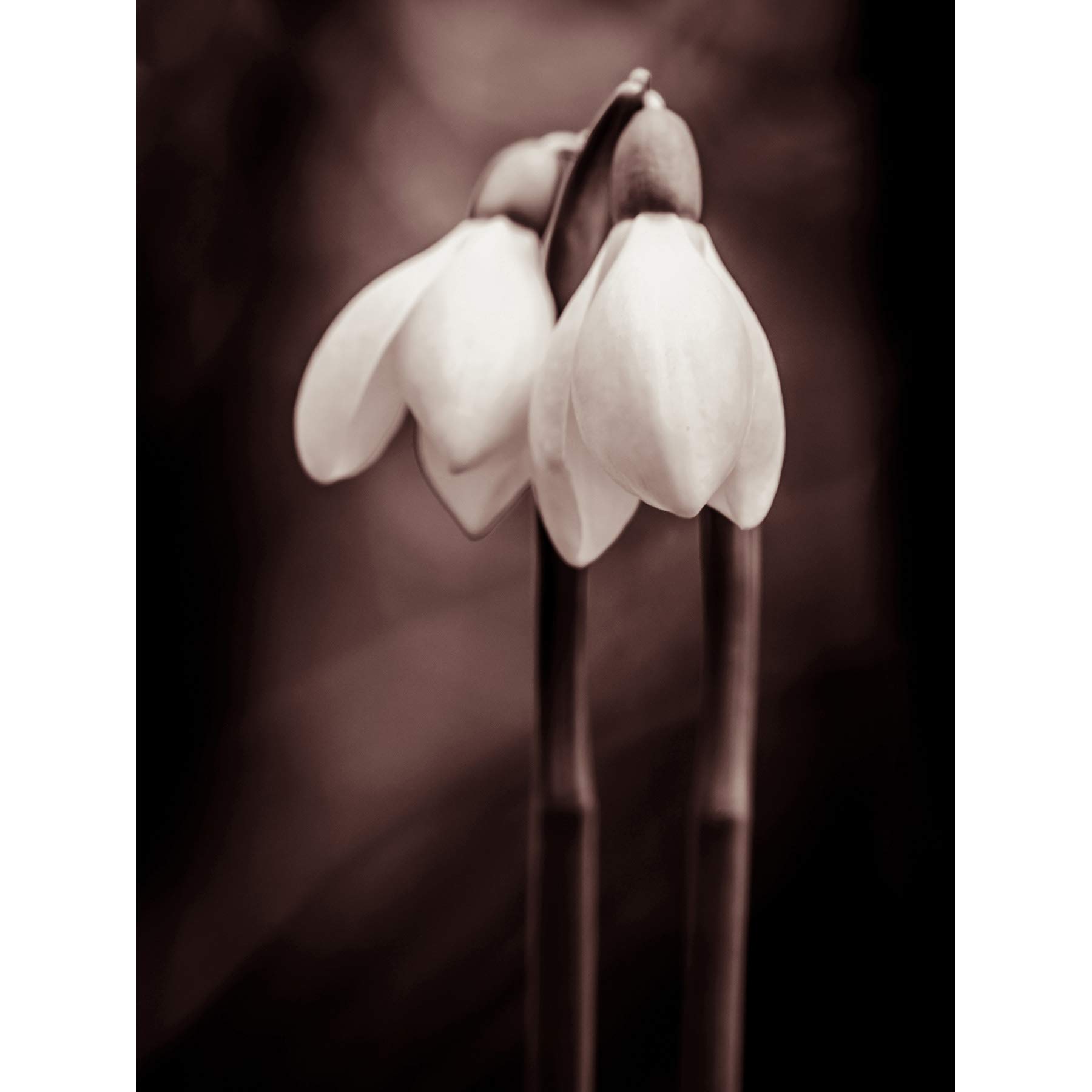 Wee Blue Coo Two Snowdrops Flowers Large Wall Art Poster Print Thick Paper 18X24 Inch