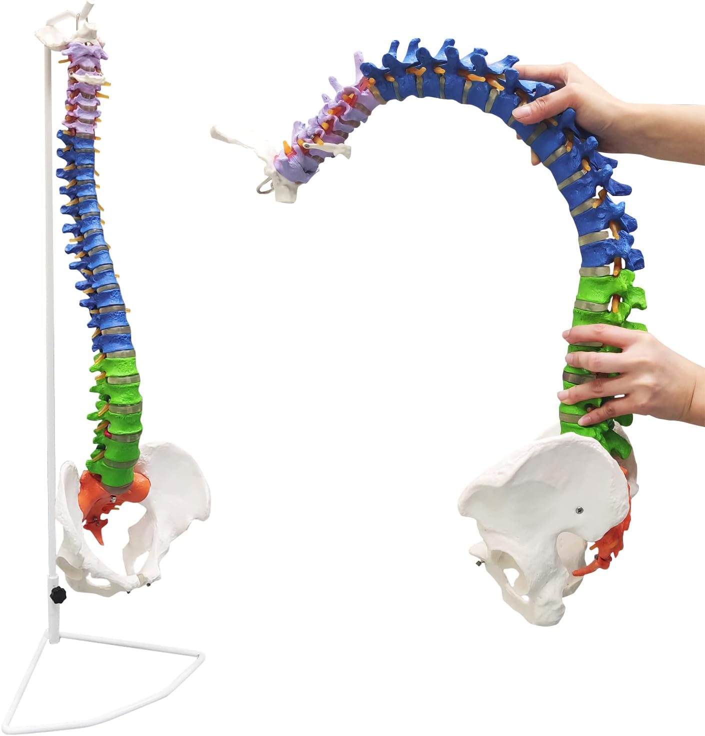 Ultrassist Life Size Human Spine Model, 34" Flexible Spinal Cord with Hyoid Bone, Herniated disk, Nerves, Arteries and Colored Vertebrae, Ideal Educational Model for Medical Students and Chiropractors