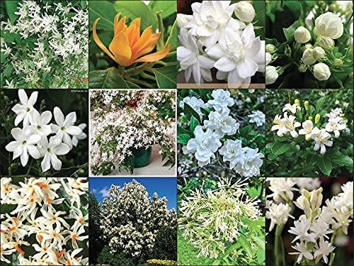 12 Most Fregrance, Aromatic & Flowering Plant's Combo Pack - Limited Time Offer!!!