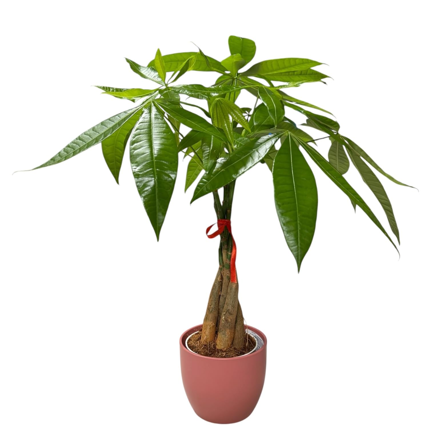 Hopewind Money Tree