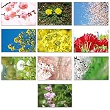 img_春の写真ポストカード 50枚セット（10種類×各5枚） NAP034