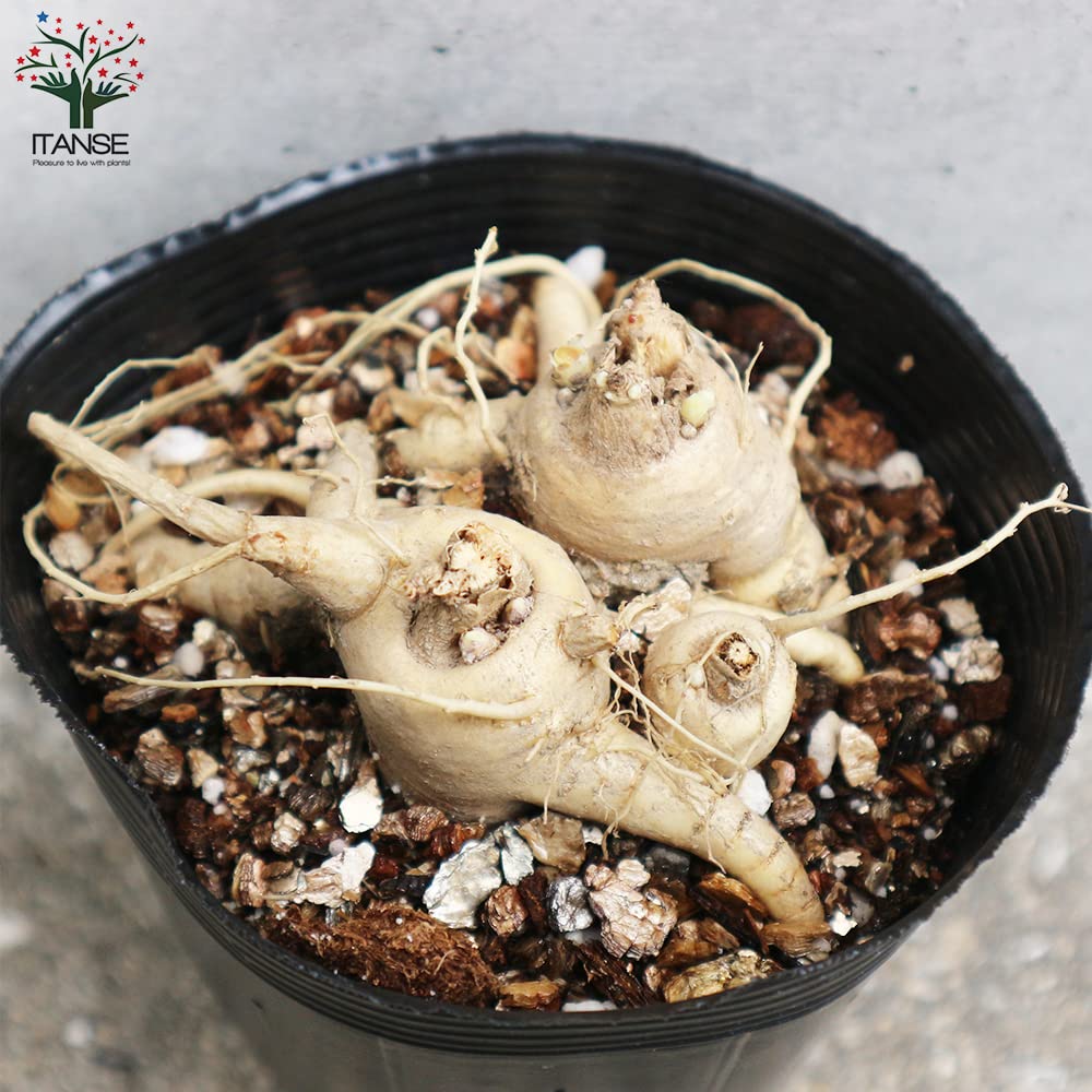 Amazon.co.jp: 桔梗の苗 白花 3.5号ロングポット苗【品種で選べる花苗