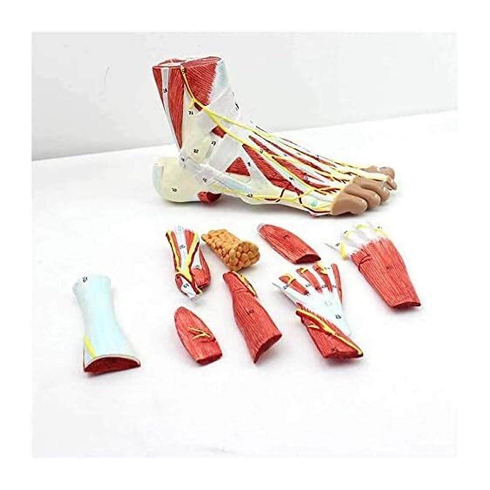 Modèle anatomique du pied haute précision avec système vasculaire et ligaments de la cheville
