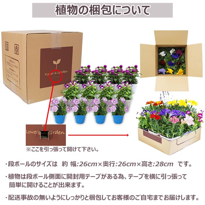 Amazon.co.jp: 当店オープン10周年記念！お値段そのままで今だけ