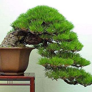 Seeds 20 PC/Black Pinoli Pinoli Bag semi of Agramsero Bonsai Pinus Thunbergii Plant parls for The House Giardino Dritite Longy Legnose Perennial Plants 6: Only Seeds