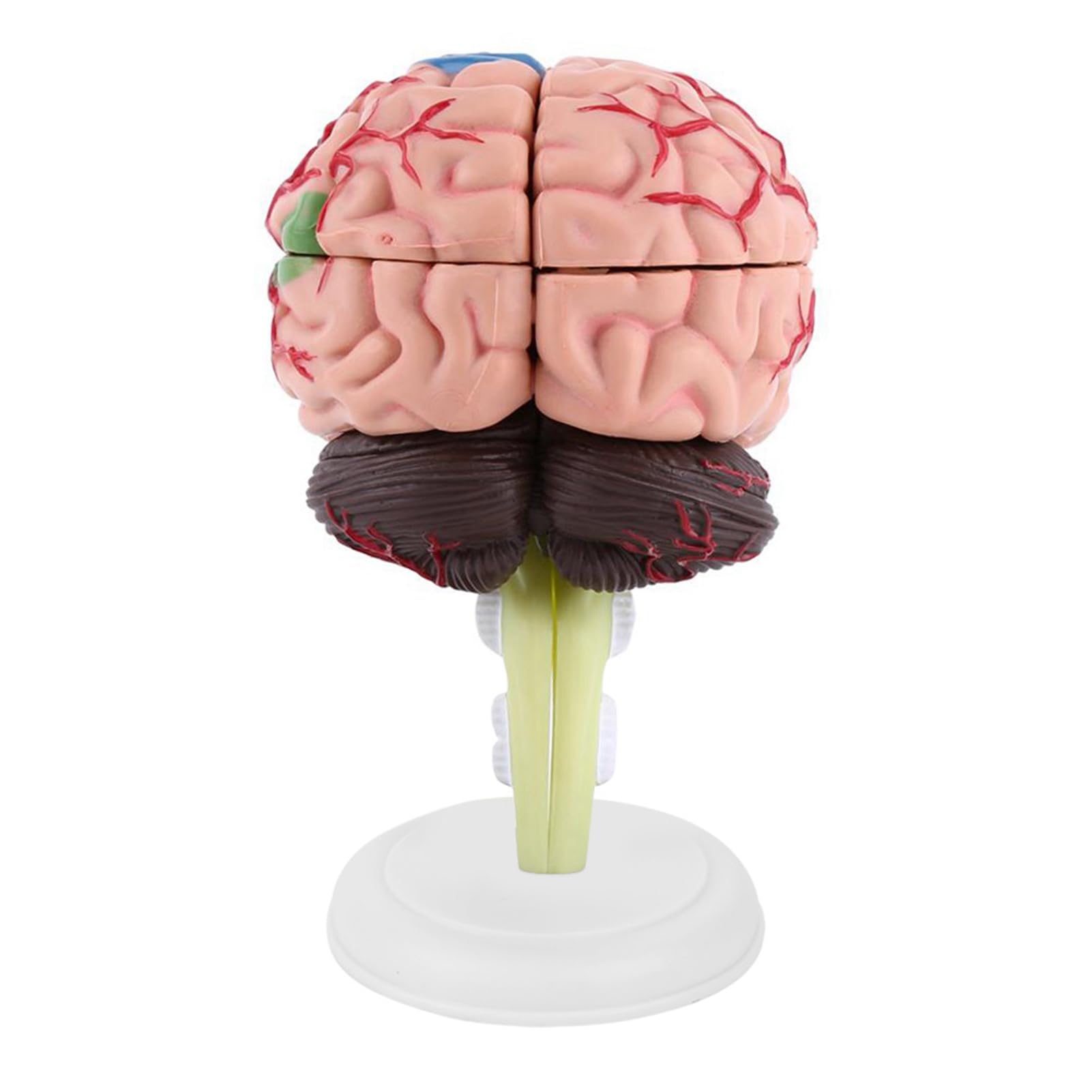 Modello Anatomico del Cervello Umano Pittura Colorata Strumento Didattico Medico Giocattolo per la Formazione Medica Plastica di Alta qualità per Studenti di Medicina