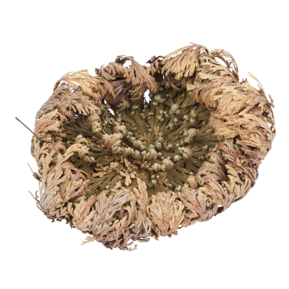 acquaverde | 2 Rose del Deserto, Pianta di Gerico Simbolo di Rinascita, Resurrezione e Purificazione, Rosa di Jerico per Casa e Decorazioni, Selaginella Lepidophylla Senza Radici e di Facile Cura