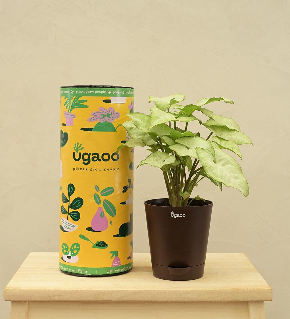 UGAOO Syngonium White Butterfly Plant - Live Indoor -5