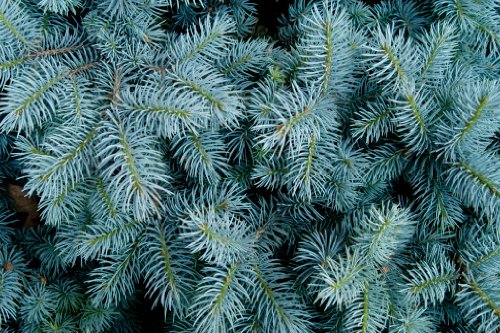 Picea pungens glauca (Blue Colorado Spruce) - 25 Seeds