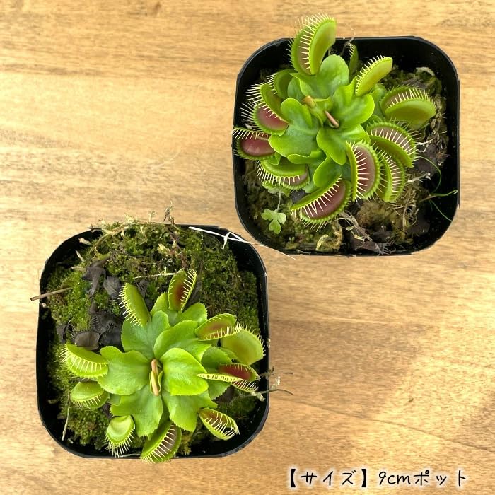 才蔵　ハエトリソウ Amazon.co.jp: 食虫植物 ハエトリソウ G14 9cmポット