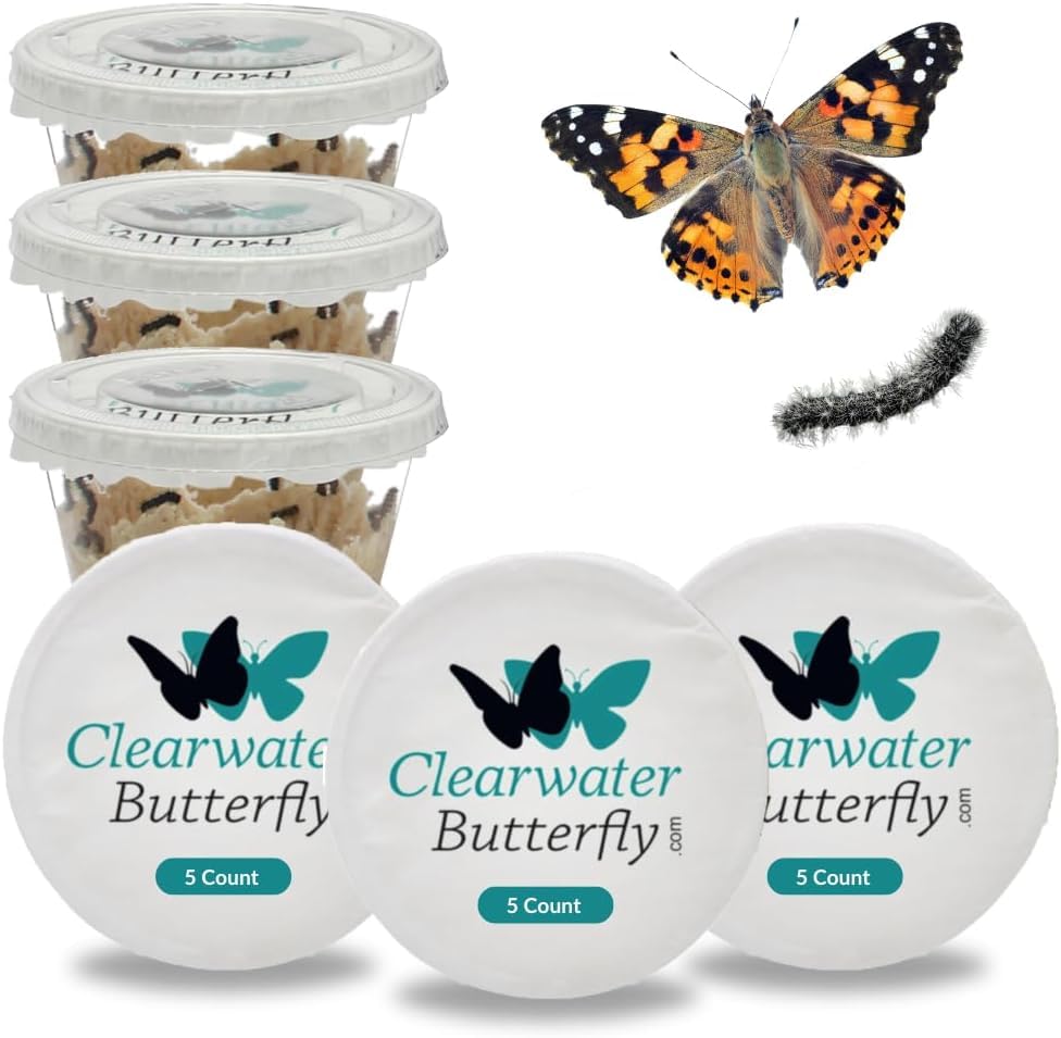 Clearwater Butterfly Live Painted Lady Caterpillars - Choose Your Quantity - Butterfly Kit for Students - STEM Learning - Includes Caterpillars Food & Care Instructions