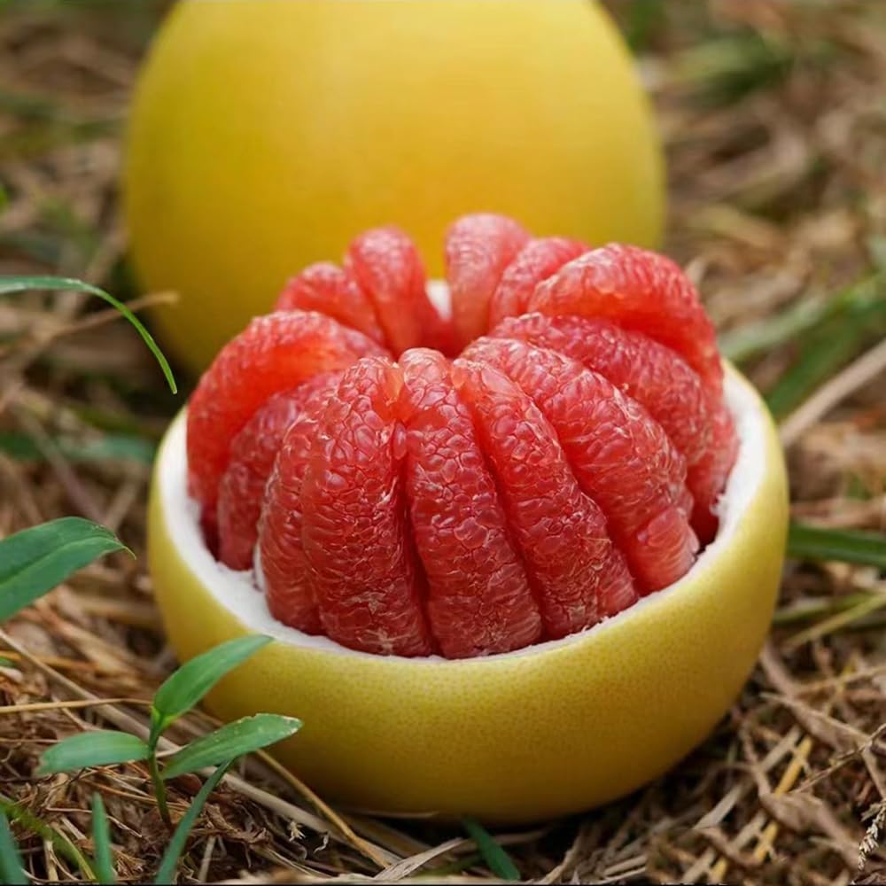 Produktbild von Zwiebel Samen Wintersteckzwiebeln Steckzwiebeln Winterhart Zwiebeln