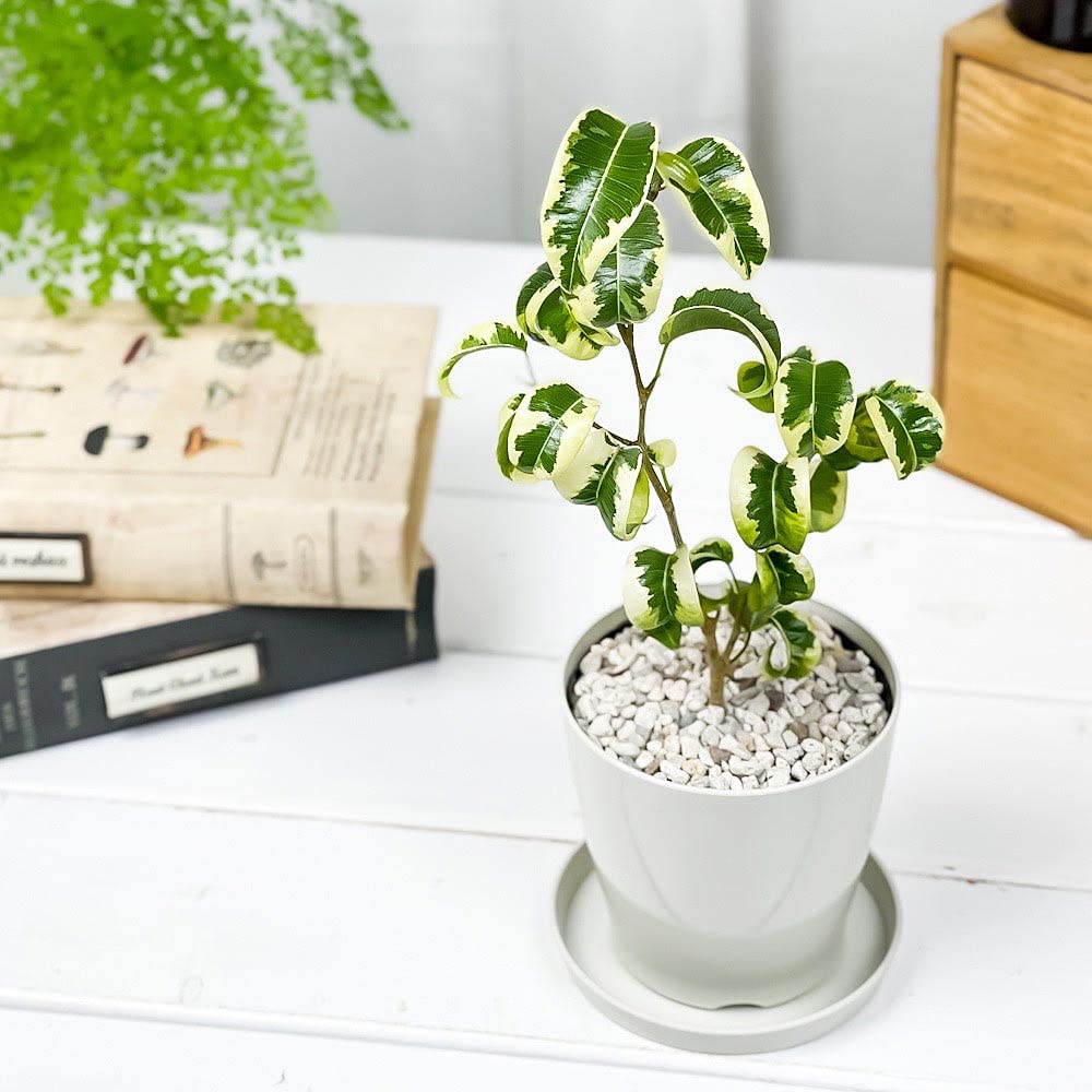 Amazon.co.jp: PLANCHU 観葉植物 フィカス ベンジャミン