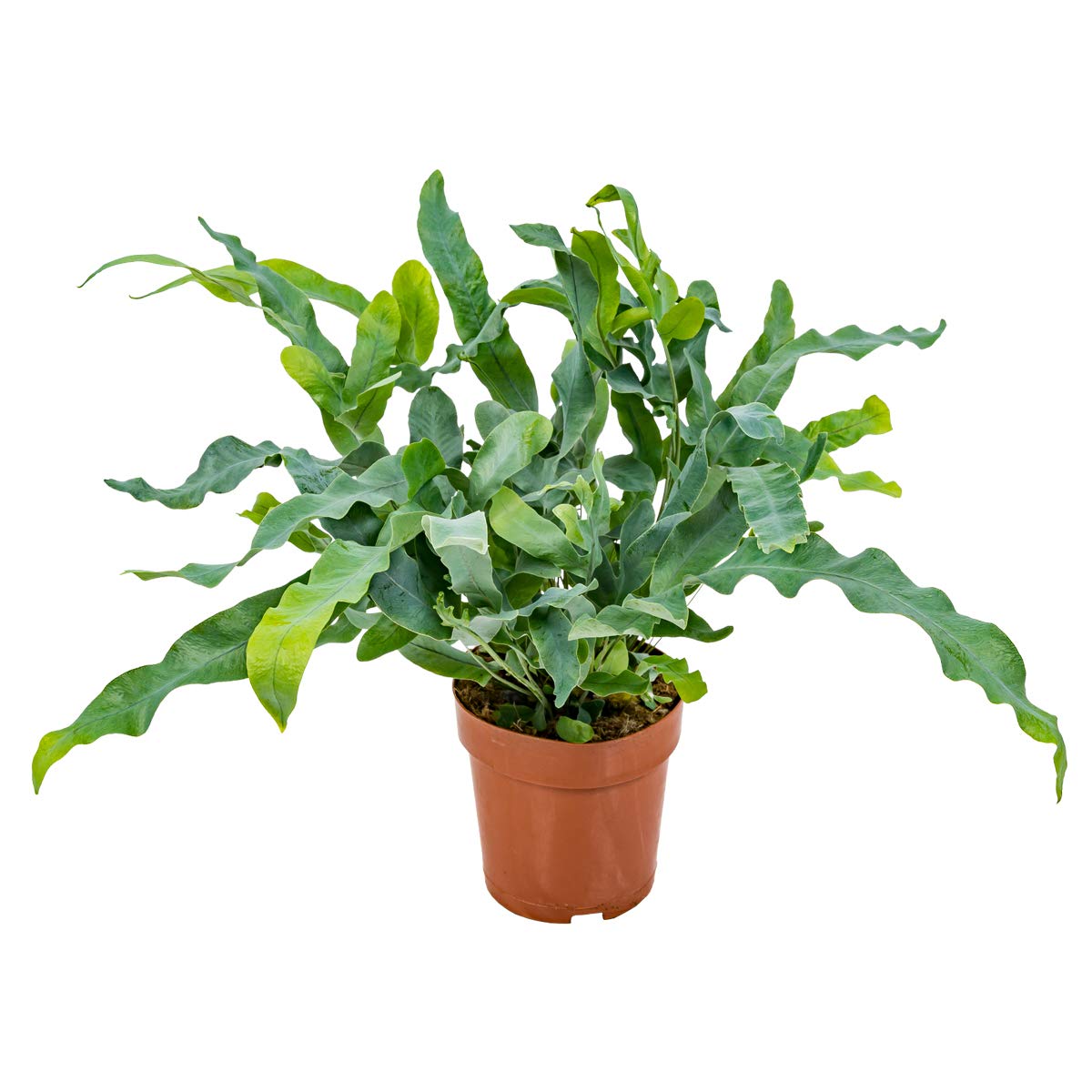 Bloomique - Phlebodium Blue Star - Fougère bleue - Plante d’intérieur - Dépolluante - Sans danger pour les animaux - Hauteur 20-30 cm - Pot 12 cm