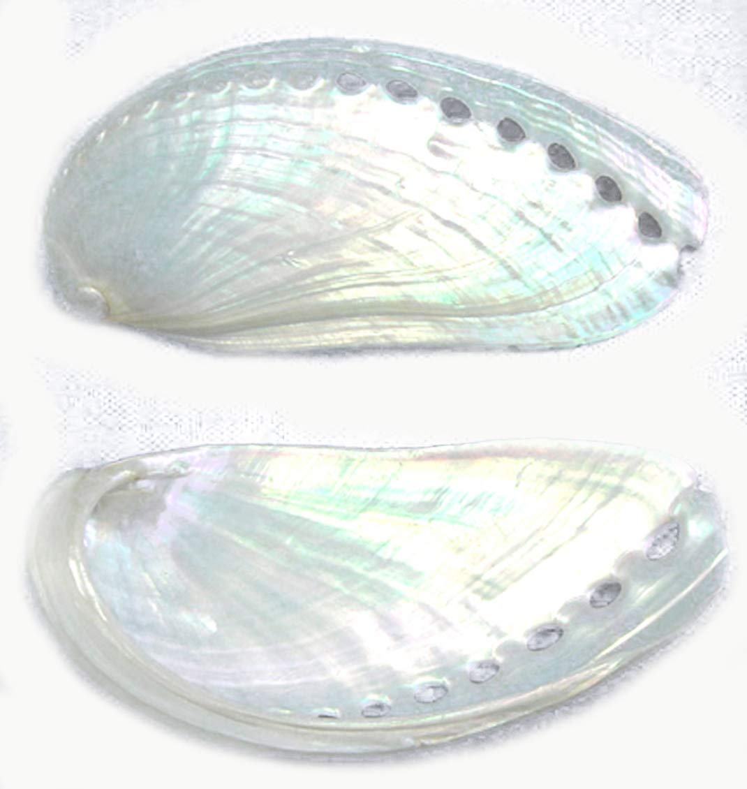 3 Extra Large Pearl Abalone Shells 3