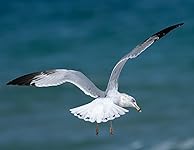 Review Image by floridamusicman floridamusicman