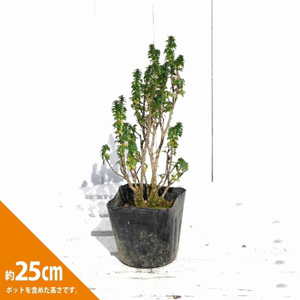 専用　　花苗 3ポット 専用 花苗 3ポット kusa_h061_01a.jpg