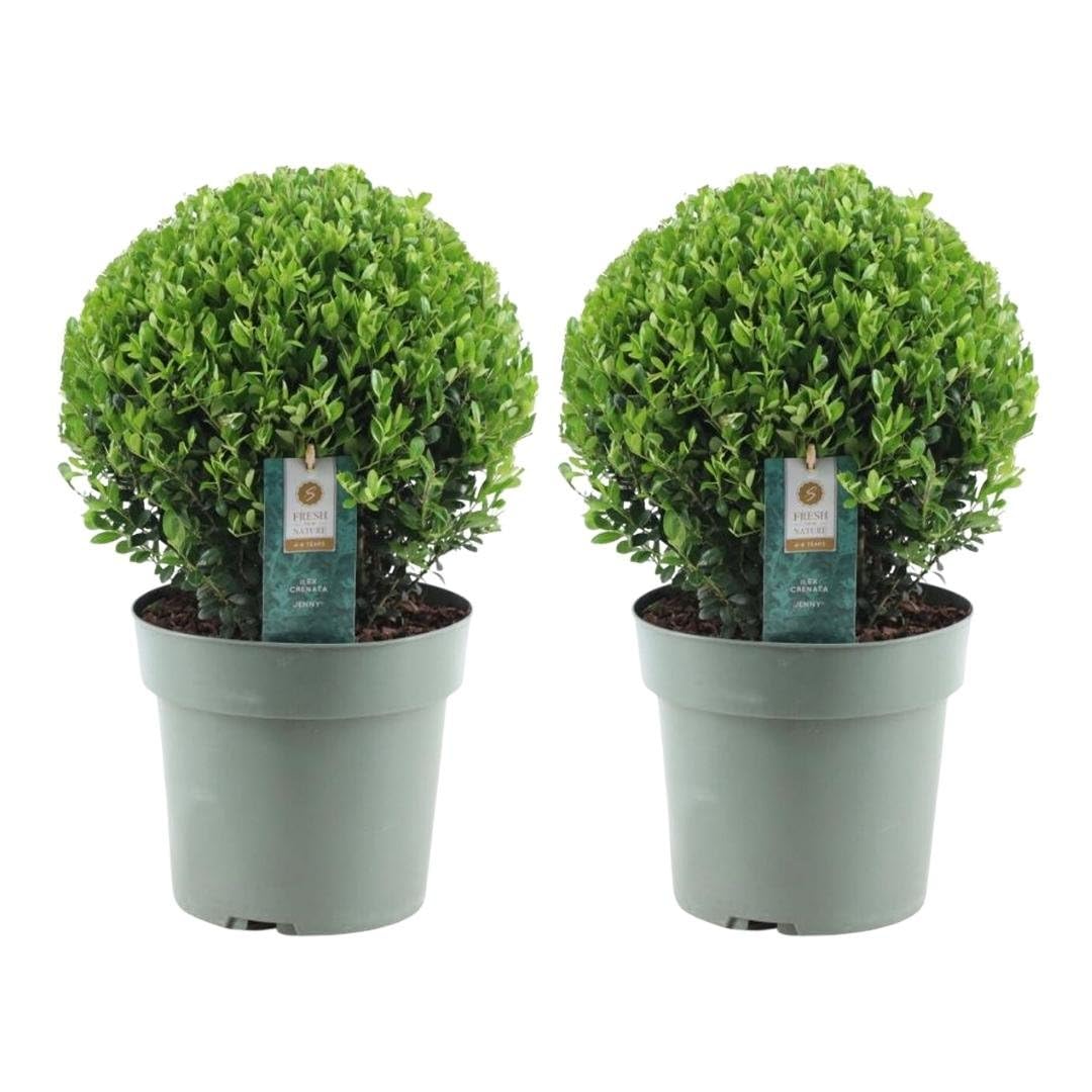 Plants by Frank | Echte Stechpalme Kugel XL | 2x Ilex Crenata 'Jenny' Kugel  XL | Set von 2 Stck | 25 cm  Durchmesser | Buchsbaum Ersatz | Ilex |  Gartenpflanzen | Buchsbaum | Pflanzen : Amazon.de: Garten