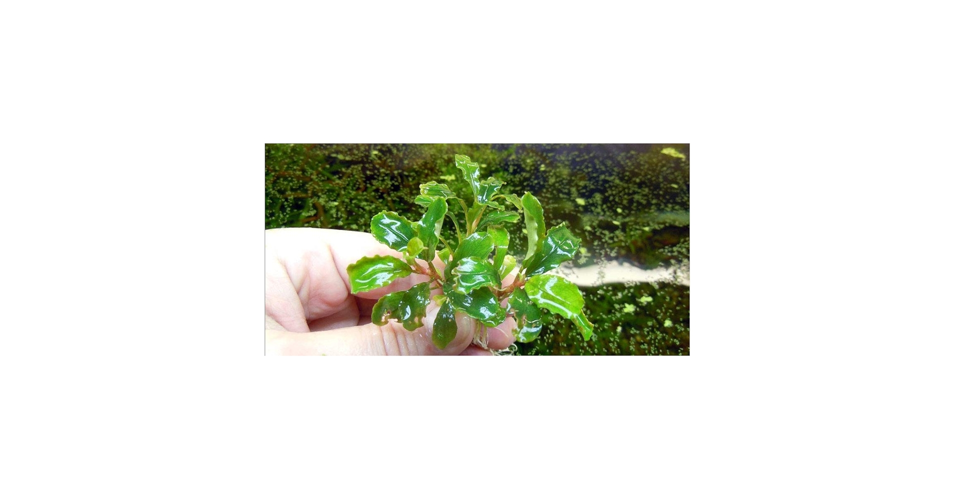 Bucephalandra Sintang - Live Aquarium Plant : Amazon.ca: Pet
