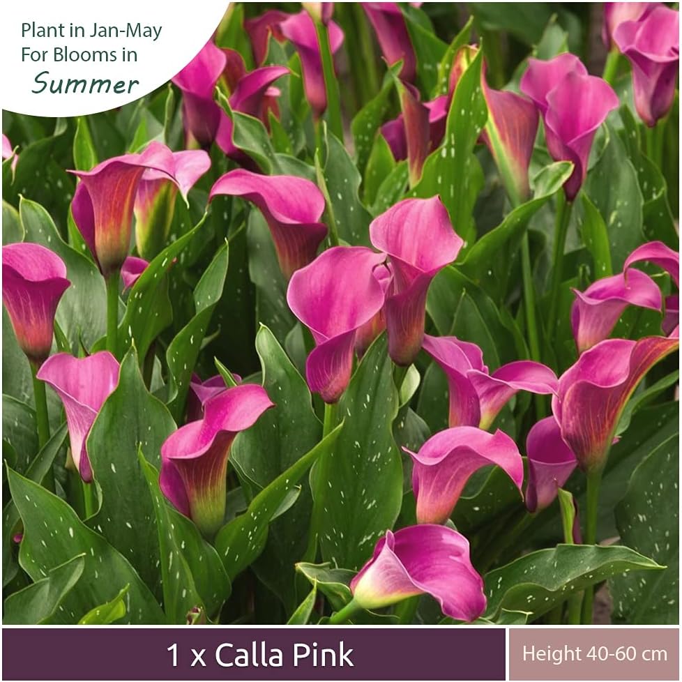 1 Calla Pink, Absolutely Irresistible, Magnificent, A Favourite House Plant, Stunning Bright Pink Blooms - Image 3