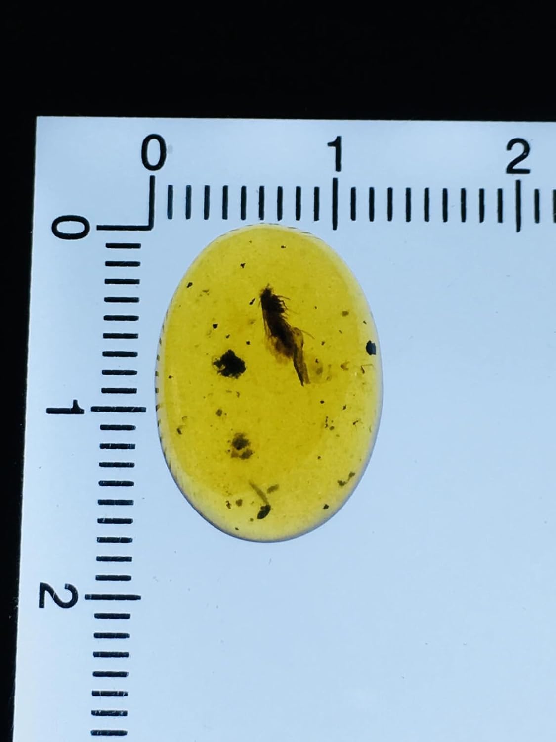 Burmese burmite Cretaceous Moth Insect Fossil Amber Myanmar