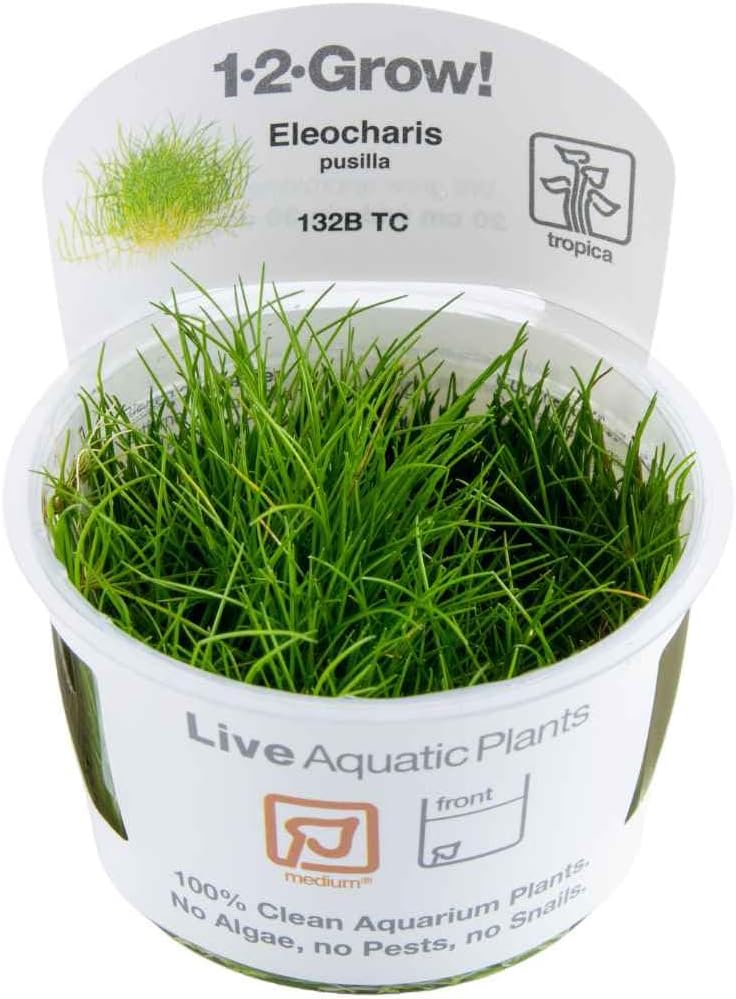 1-2-GROW! Eleocharis sp. Mini In-Vitro Aquariumpflanze