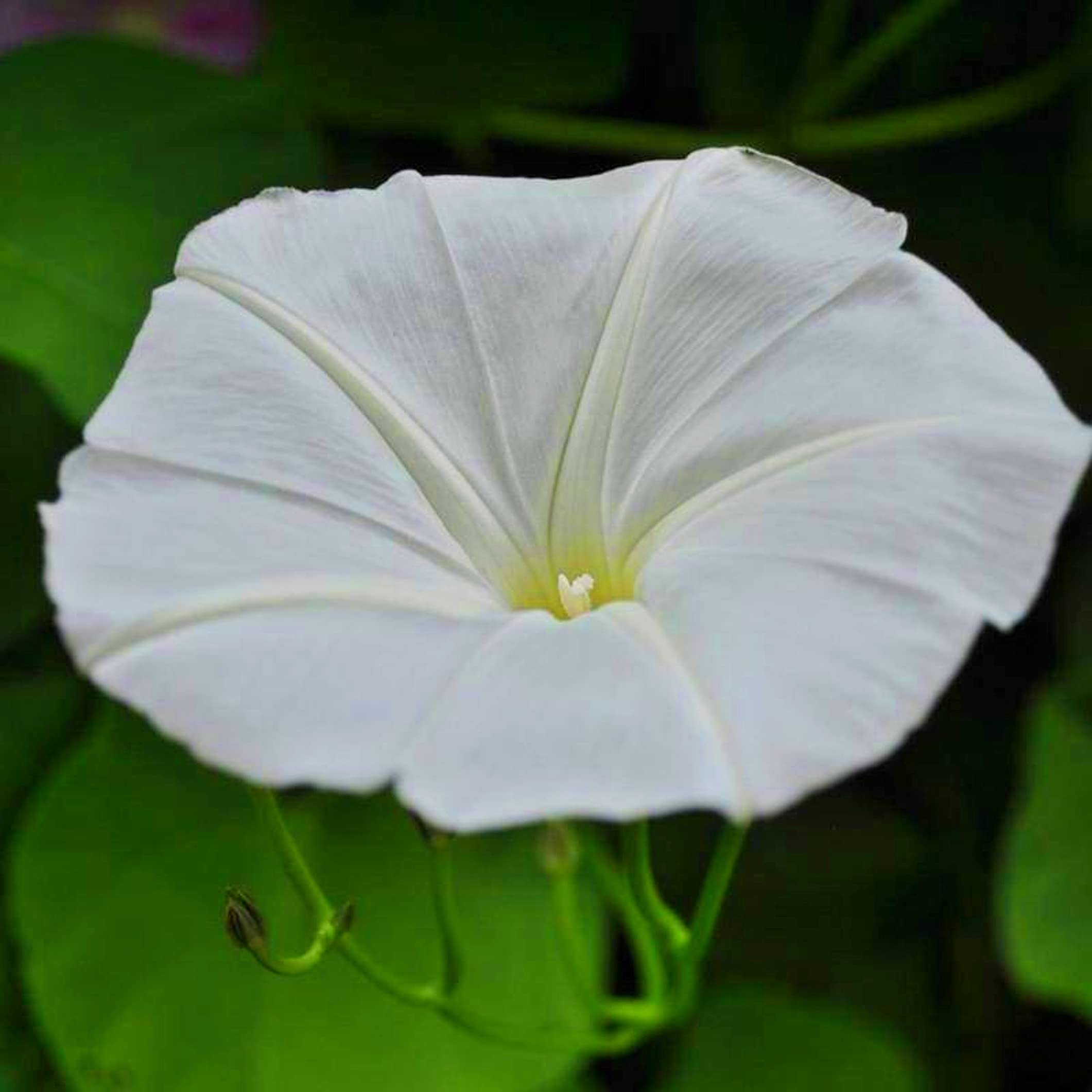 Morning Glory Flower Seeds - Vibrant Colors, Easy Grow -3 Morning Glory Flower Seeds - Vibrant Colors, Easy Grow -3