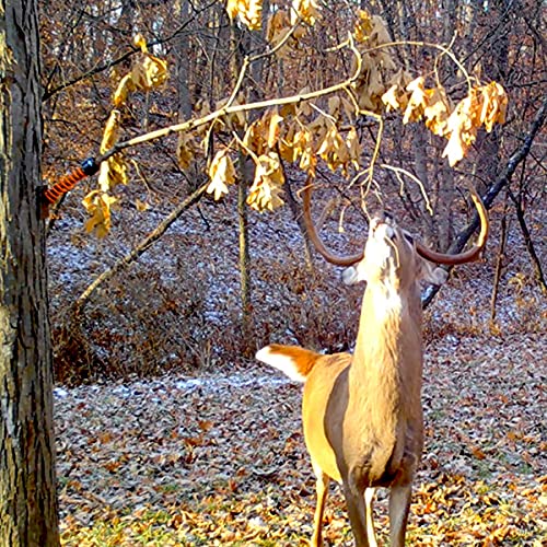 Hodag Licking Branch System – Create An Effective Mock Scrape In Any Location (Hiviz Orange) #TOP7