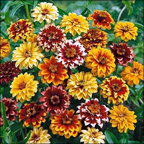 100 Persian Carpet Mix Zinnia Seeds for Planting Mexican Zinnia 1/4+ gram of Seeds Non GMO Heirloom USA Harvested pollinator bee Butterfly