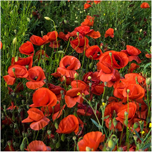 Seed Needs, 100,000+ Red Poppy Corn Poppy Seeds For Planting (Papaver Rhoeas) Attracts Pollinators, Red Blooms Bulk #TOP1