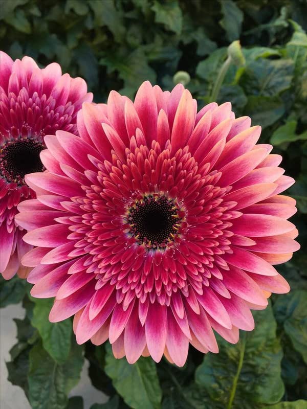 See full amazon price history chart for Siddhi Vinayak Gallary® Gerbera imported flower seeds for Your Garden | burgundy Gerbera Flowering Plants Seeds | Summer Flowering Seeds for Planters pack of 20 seeds Siddhi Vinayak Gallary® Gerbera imported flower seeds for Your Garden | burgundy Gerbera Flowering Plants Seeds | Summer Flowering Seeds for Planters pack of 20 seeds (B0C1T4K4JP) Amazon Price History, Amazon Price Tracker