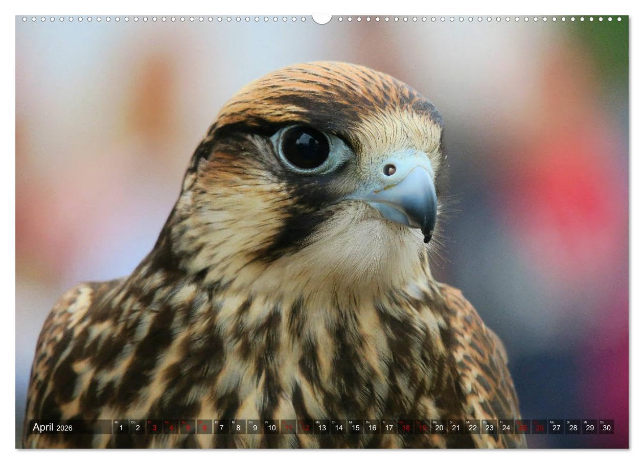 Raubvögel - lautlose Jäger (hochwertiger Premium Wandkalender 2026 DIN A2 quer), Kunstdruck in Hochglanz: Faszinierende Portraits von Greifvögeln und Eulen (CALVENDO Tiere)
